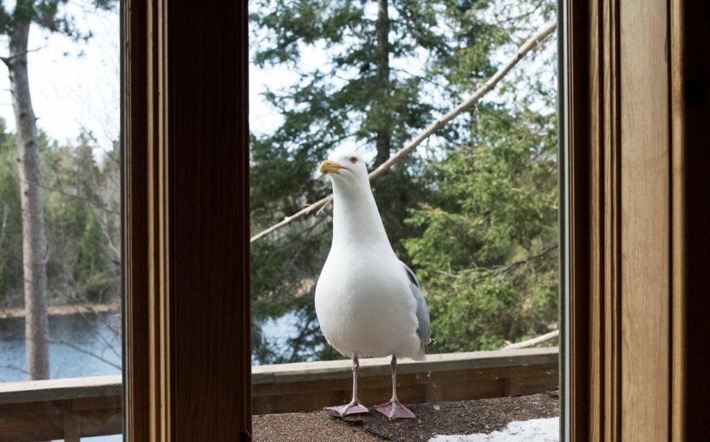 Herring gull