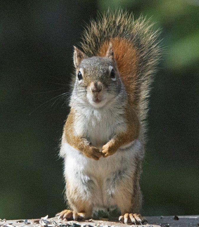 Red squirrel
