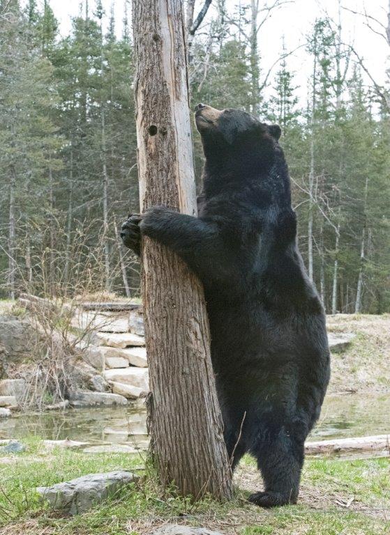 Ted