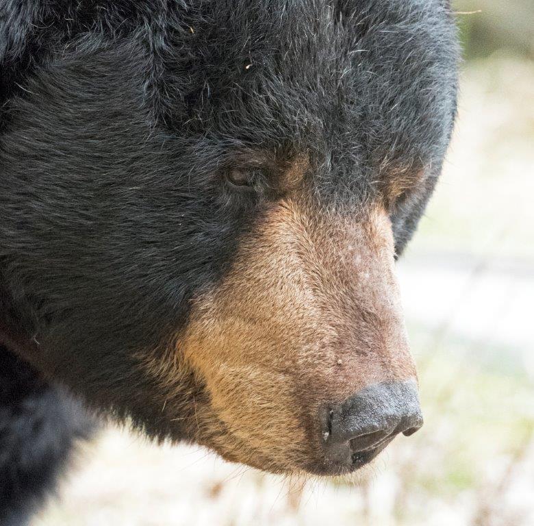 Ted face