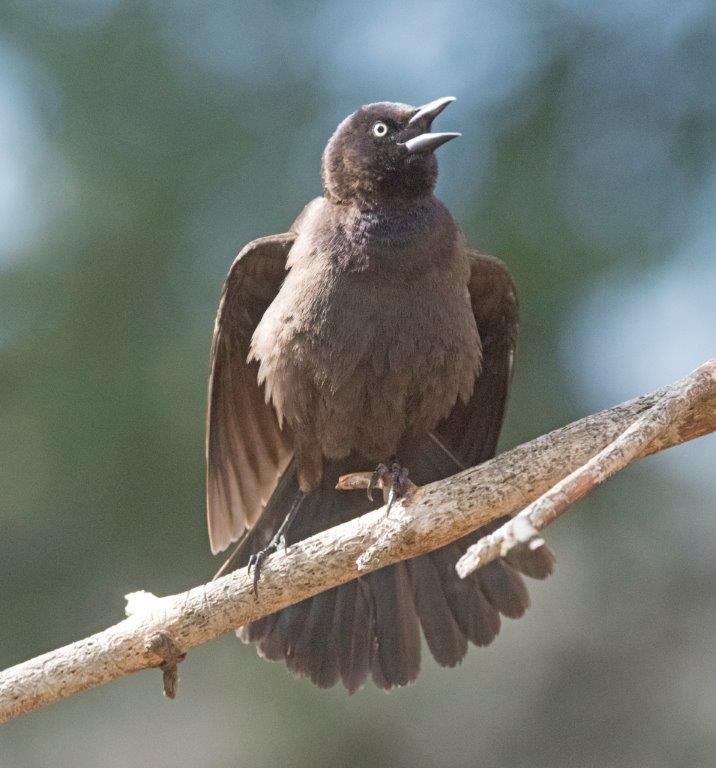 Unknown bird