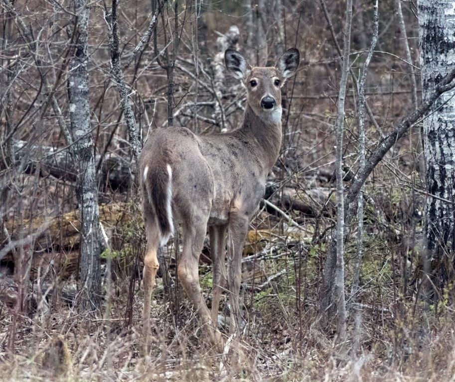 Deer