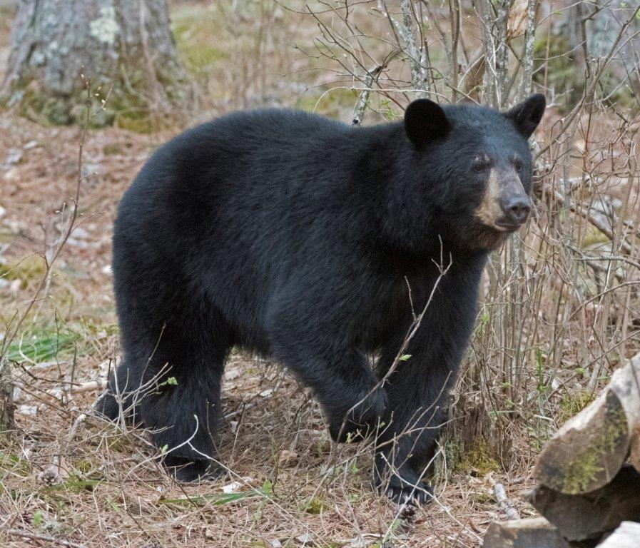 Mystery bear