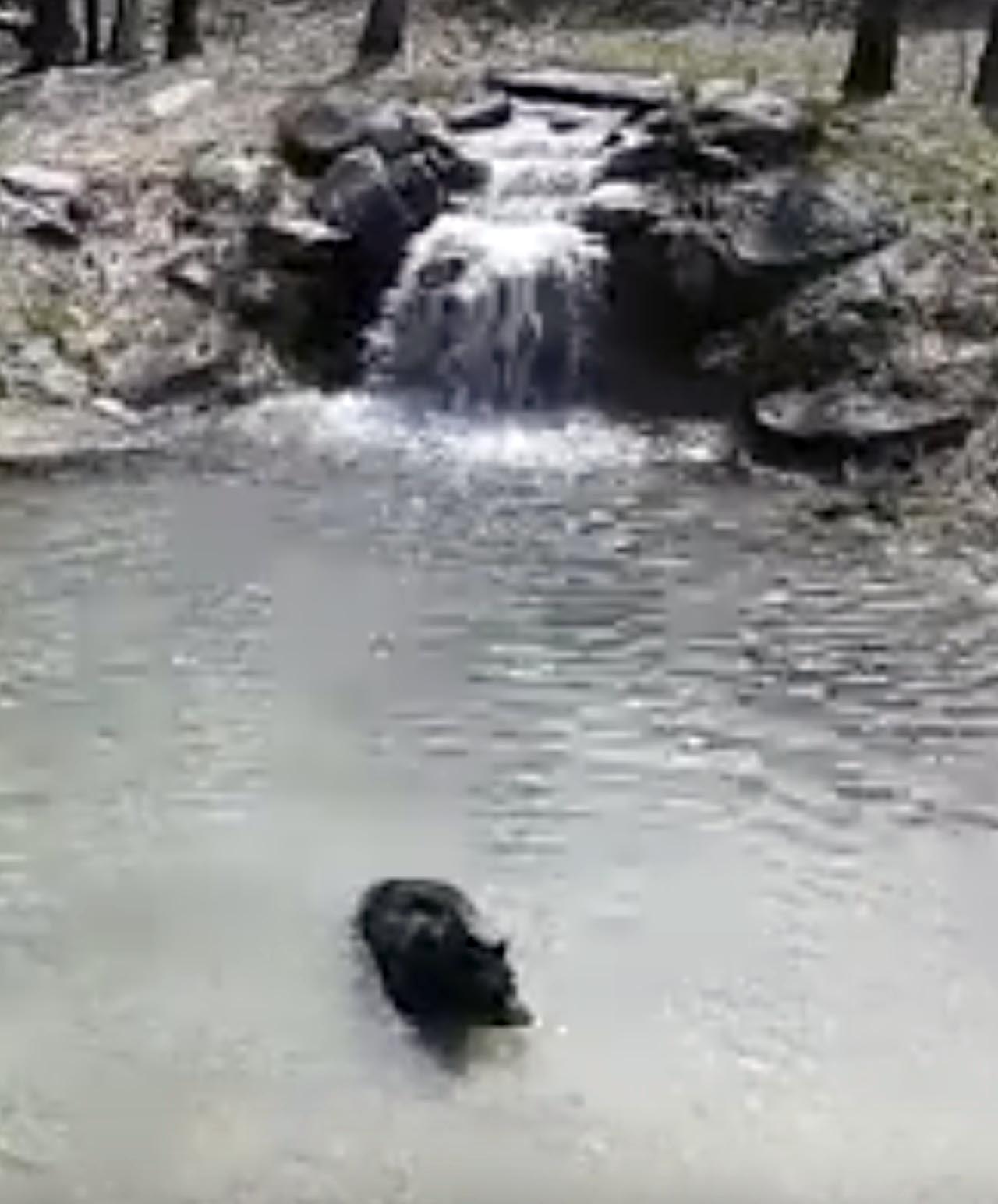 Ted swimming