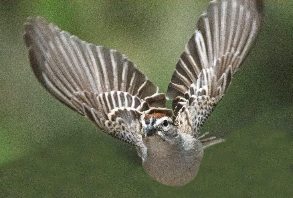 Chipping sparrow