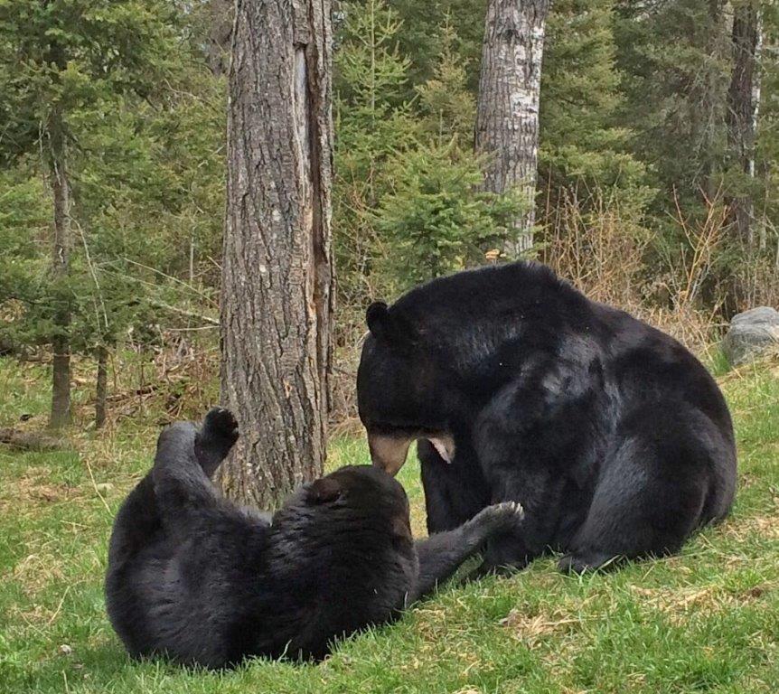 Holly and Lucky on May 13, 2017