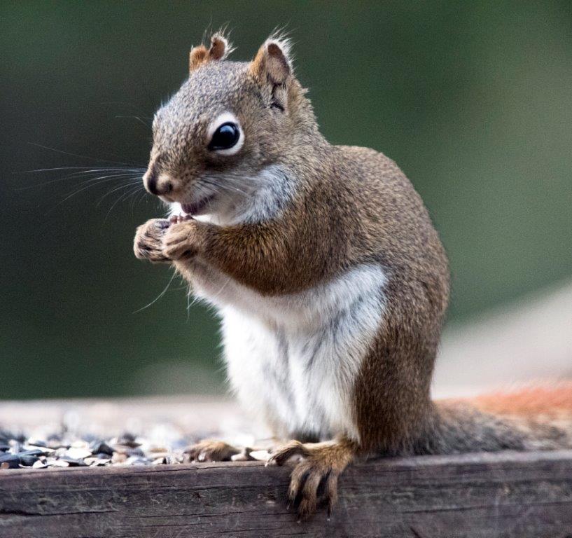 Squirrel with notch in ear