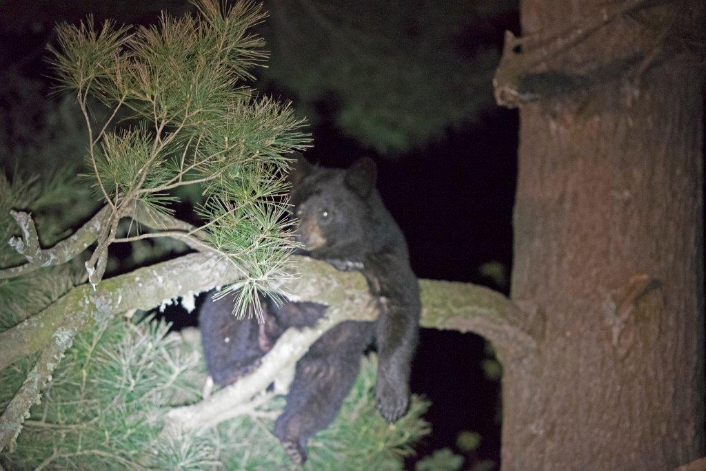 Ethel, Samantha's yearling