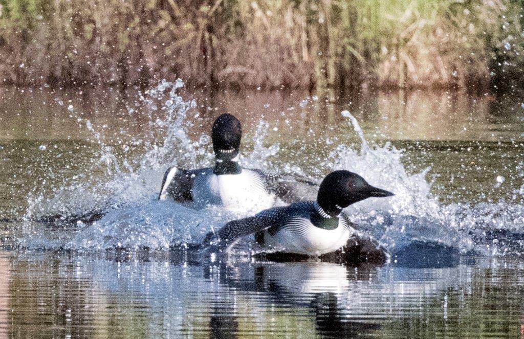 Loon chase