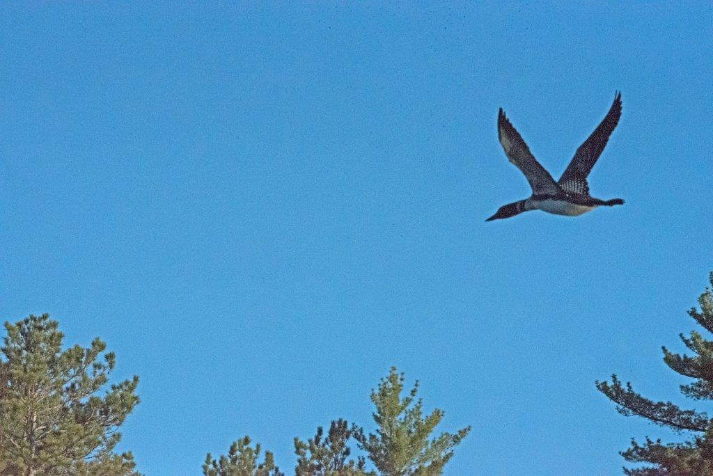 Loon flying