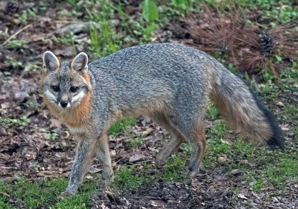 Gray fox