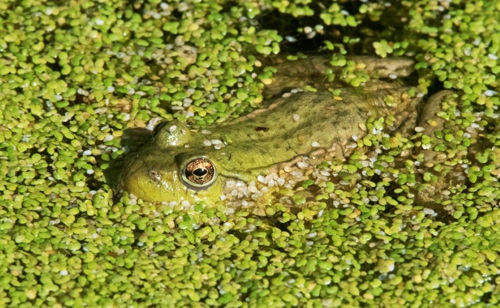 Green frog