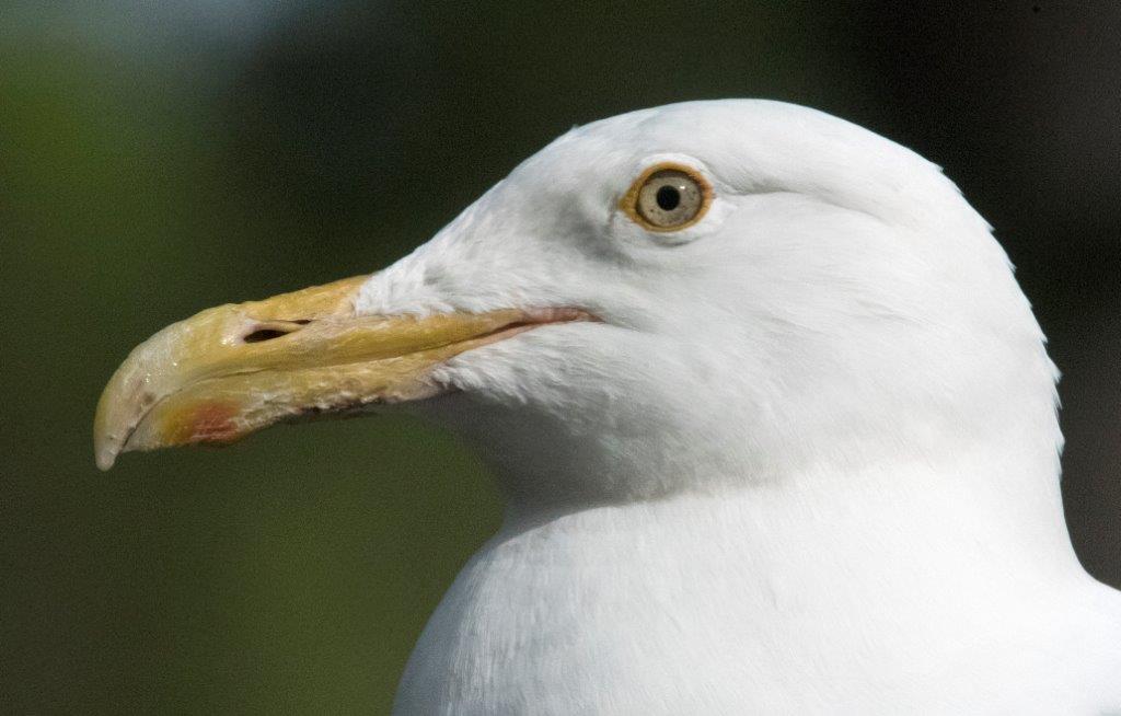 Herring gull Speckles