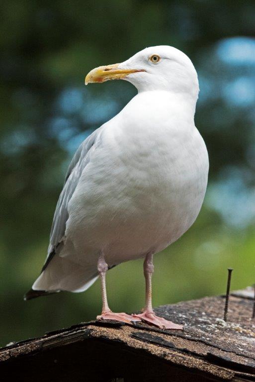 Herring gull Speckles
