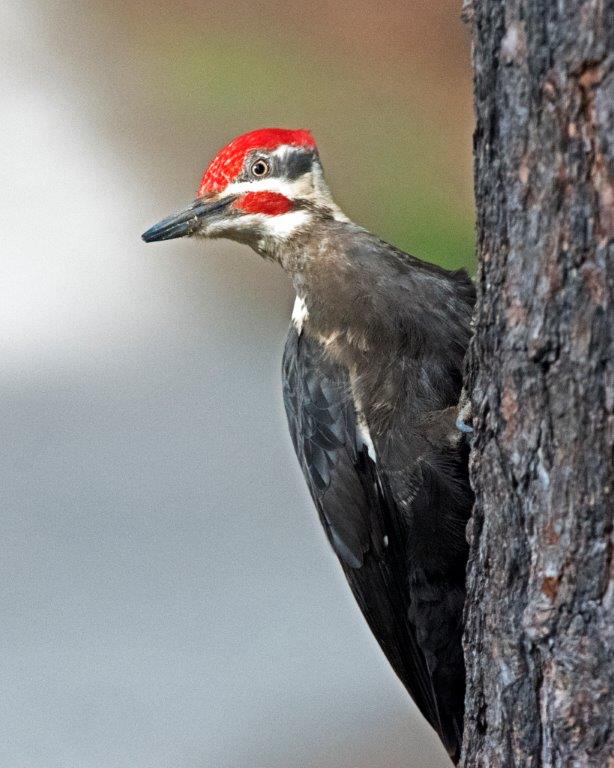 Pileated woodpecker
