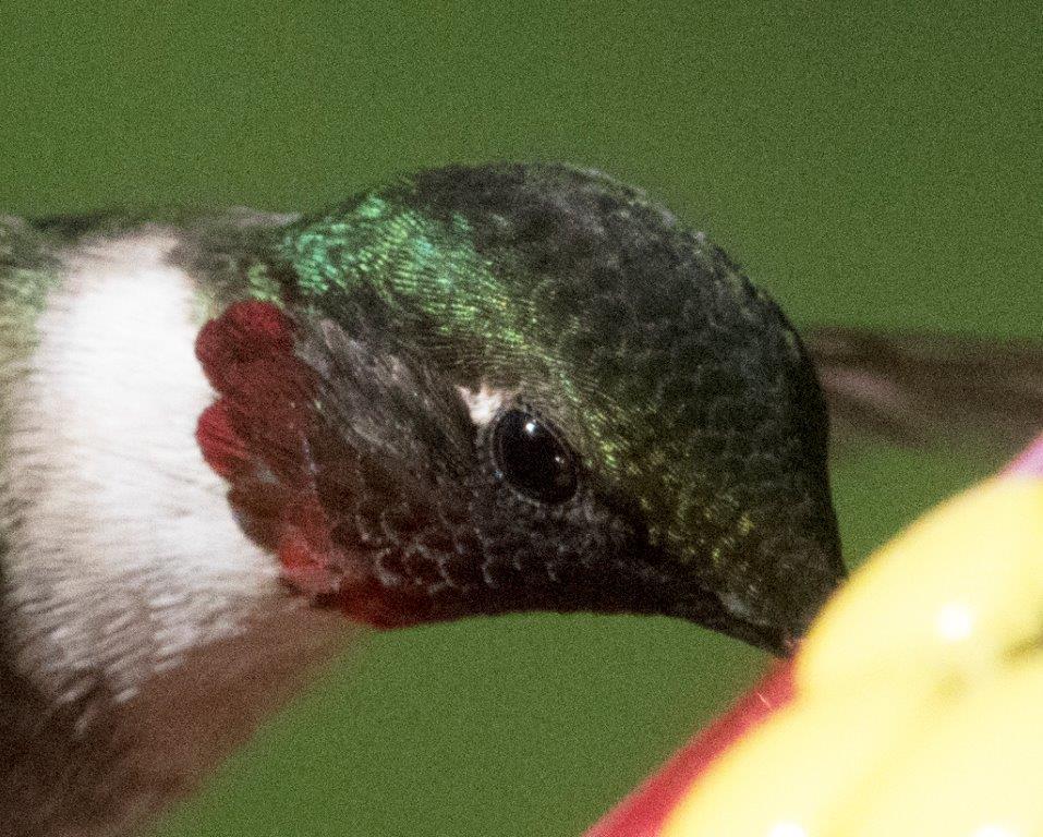 Hummingbird male