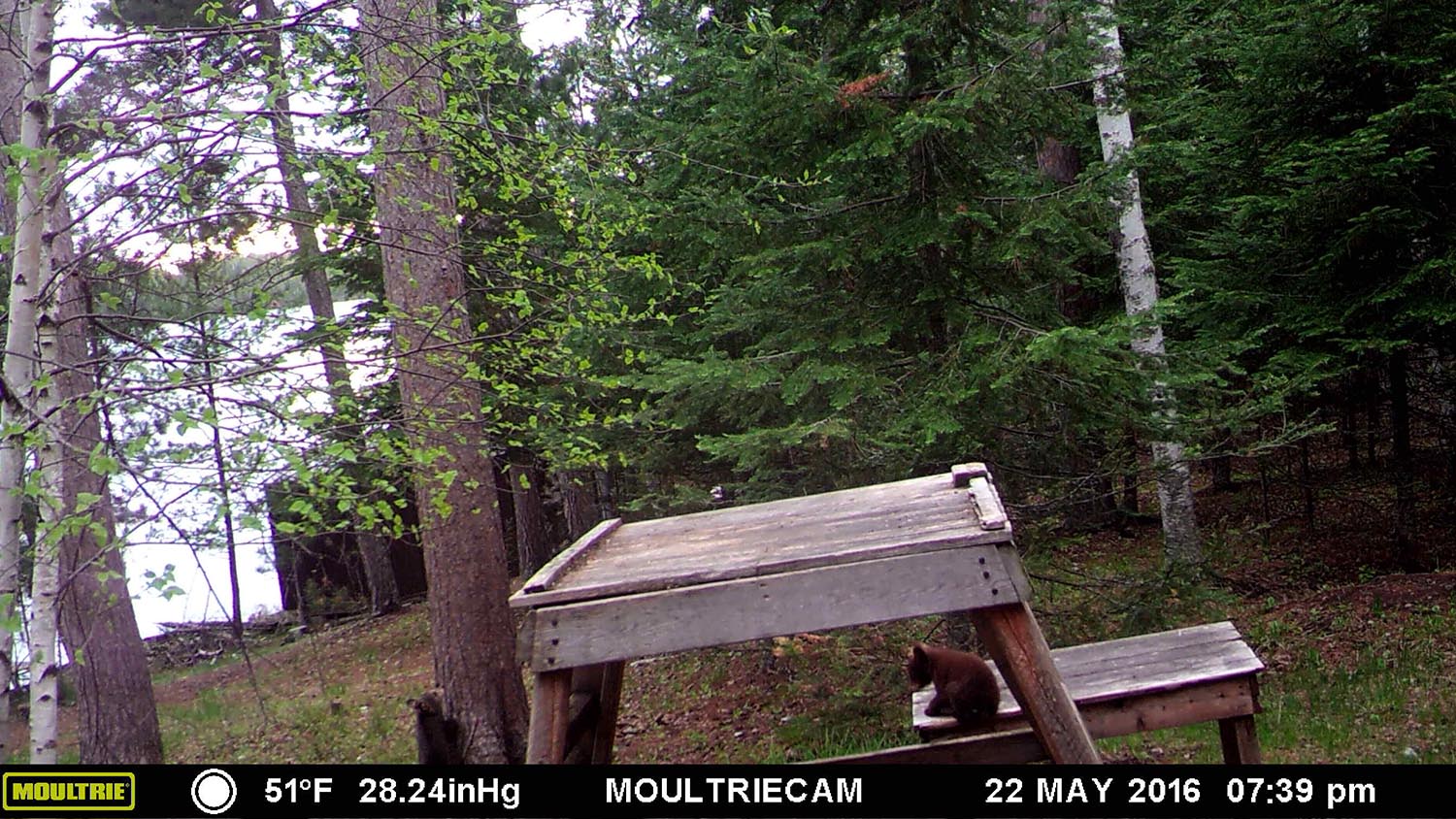 Lilys cubs on May 22, 2017