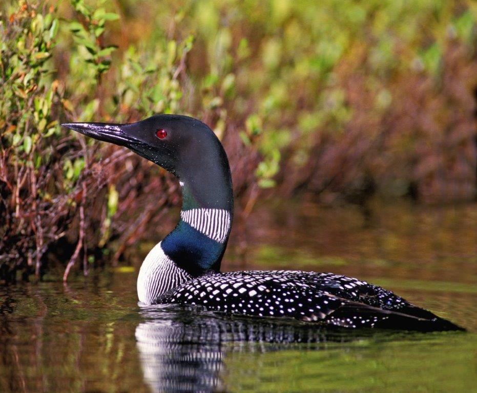 Loon