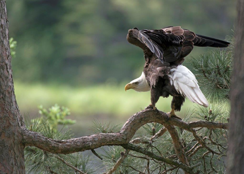 Bald eagle