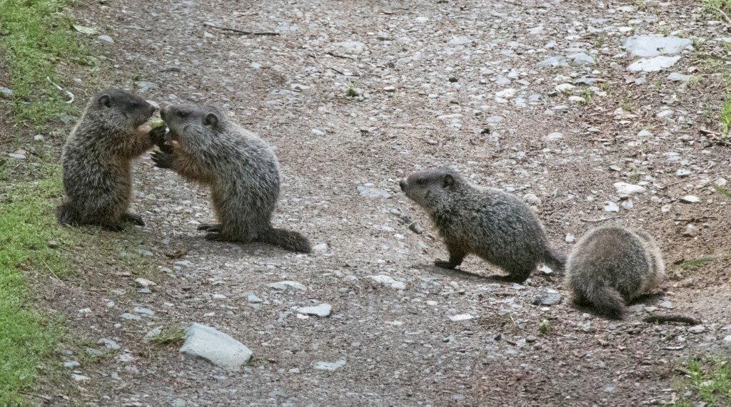 Woodchuck babies