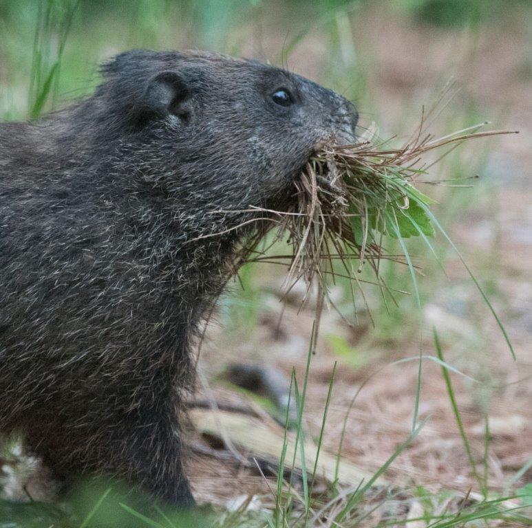 Woodchuck with grass
