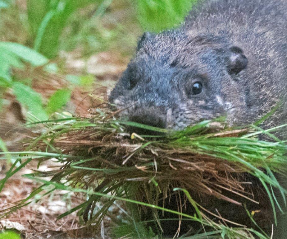 Woodchuck with grass