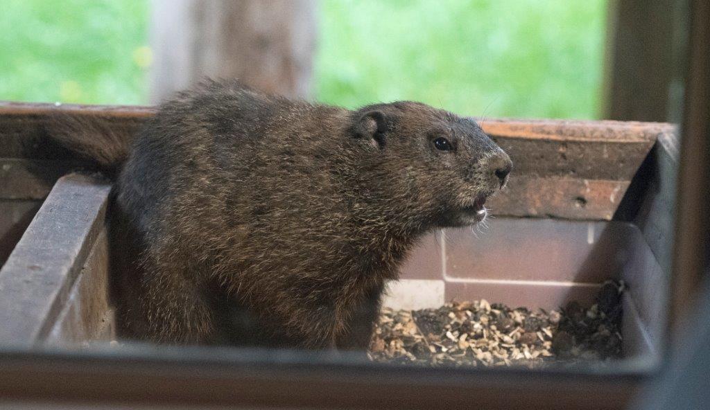 Woodchuck in living room feeder