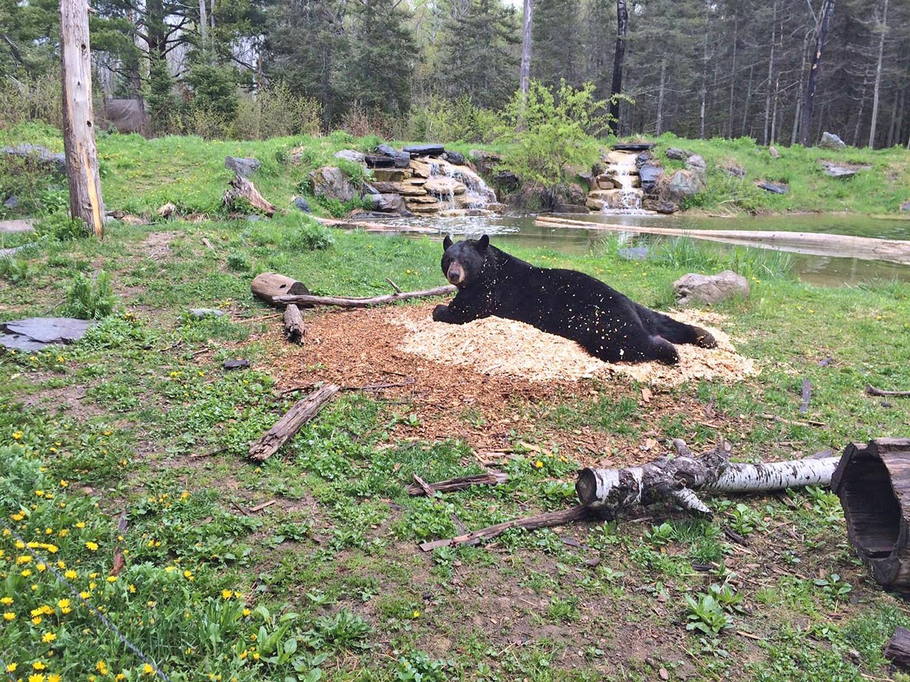 Lucky posing on cedar chips