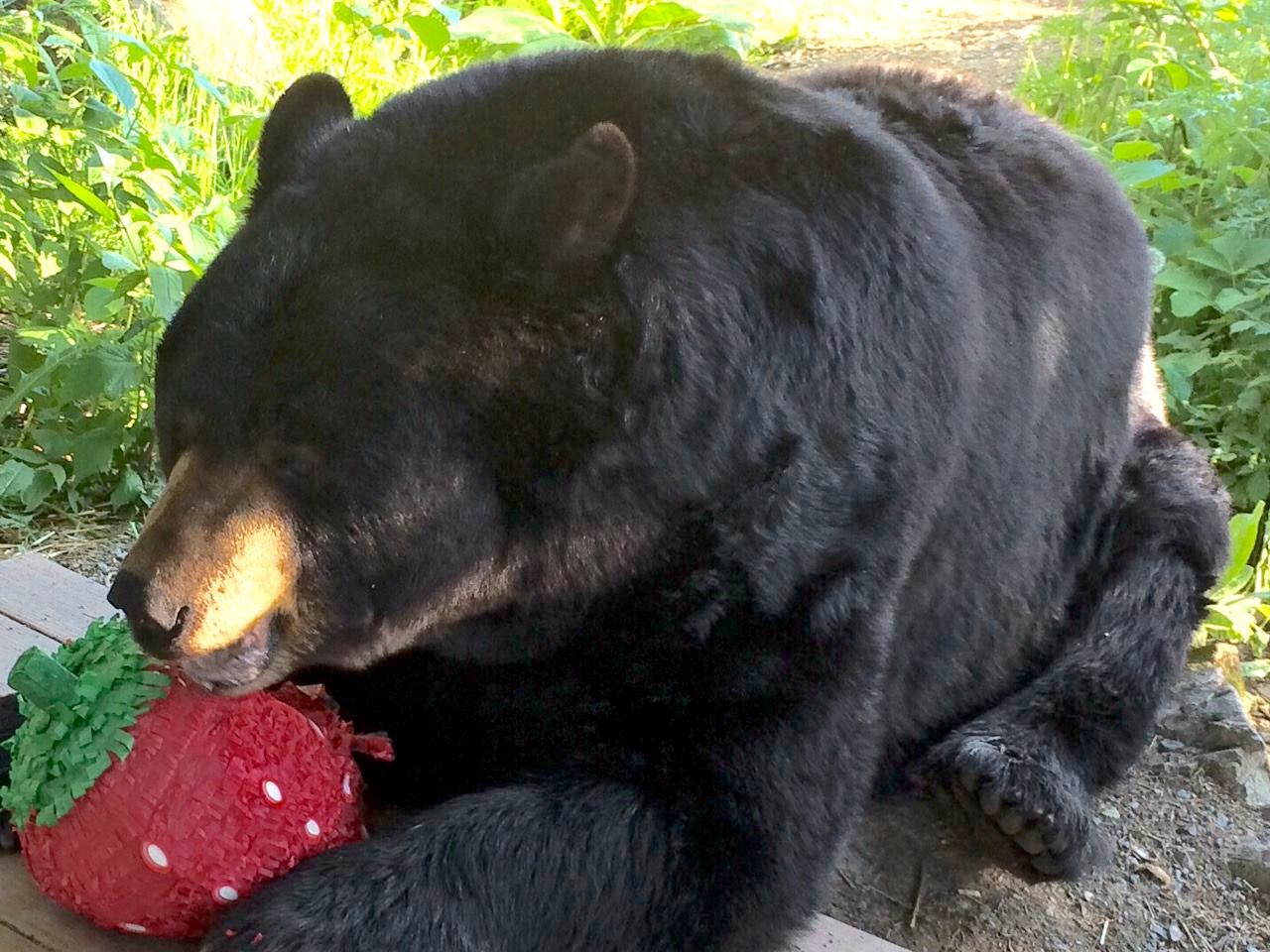 Ted with his treat filled pi&ntilde;ata