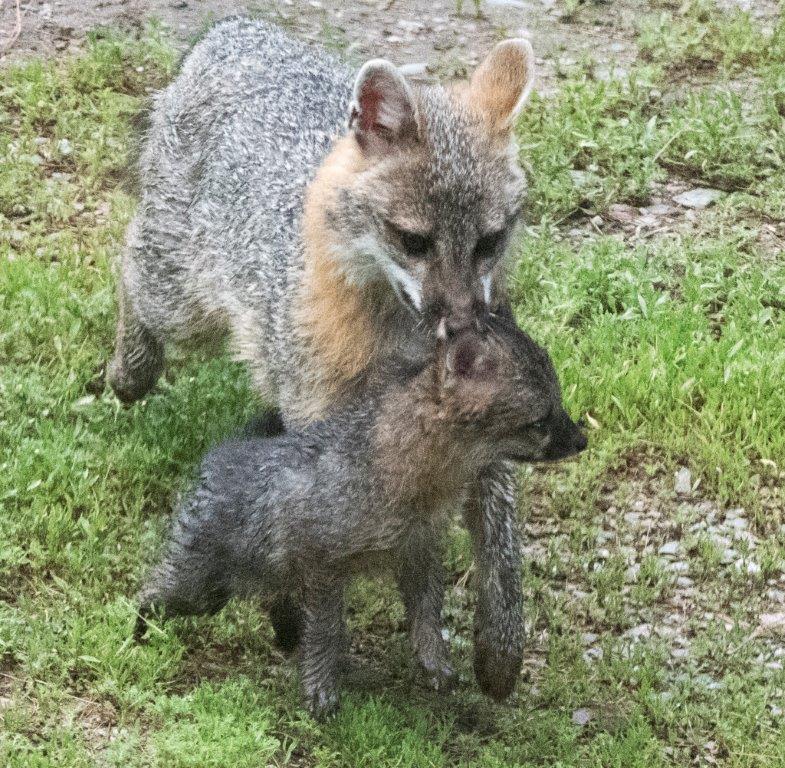 Gray fox mother and pup