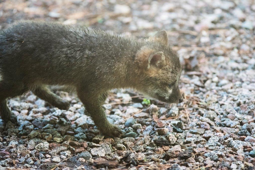 Gray fox pup