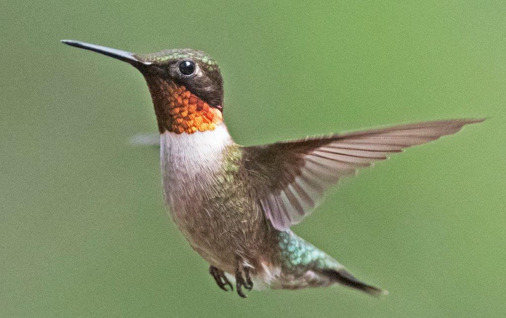 Ruby-throated male
