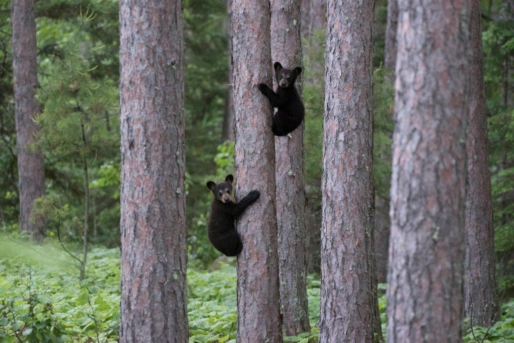 Two of Lily's cubs on June 17, 2017