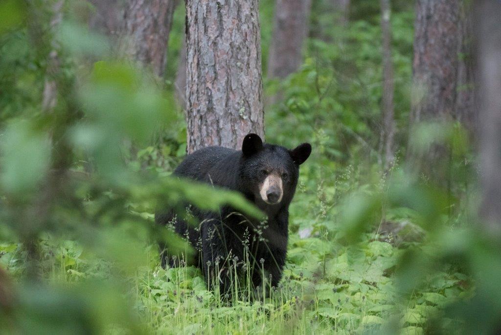 First look at Lily on June 17, 2017