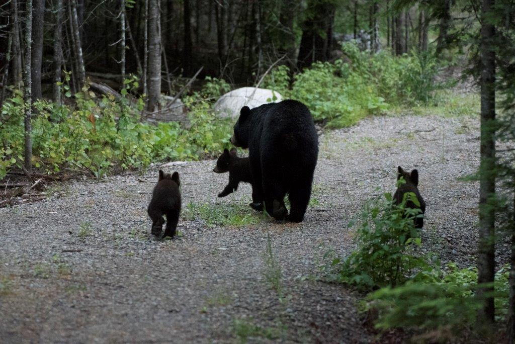 Lily and cubs frolicking on June 17, 2017