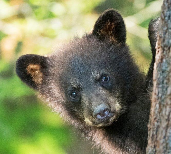 Fern's cub from June 2016