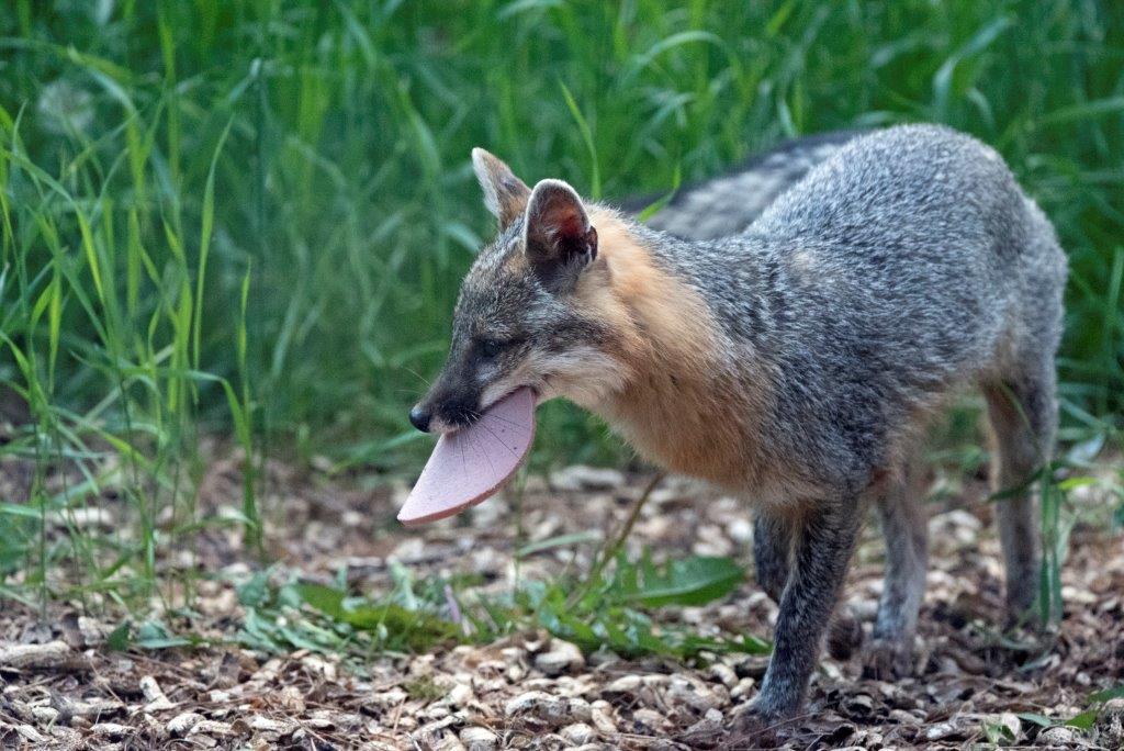Gray fox with bologna