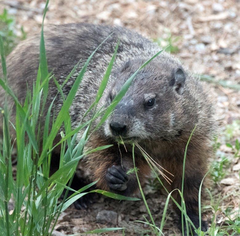 Woodchuck eating grass