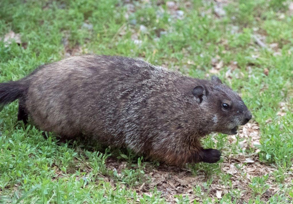 Woodchuck starting chase