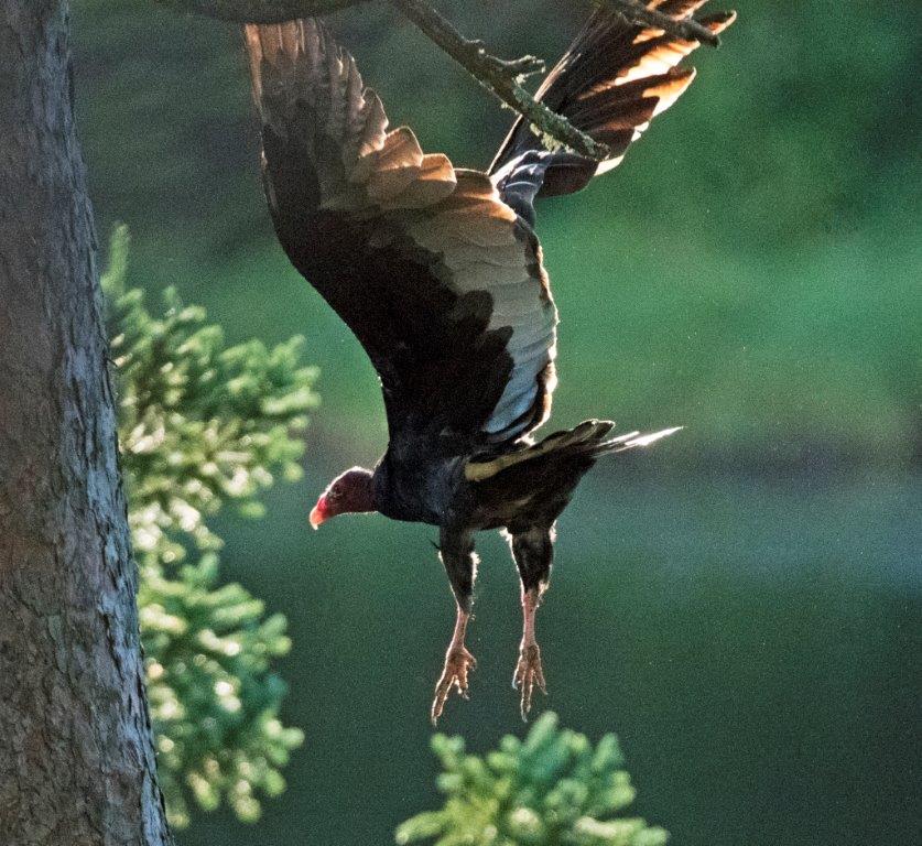 Turkey vulture