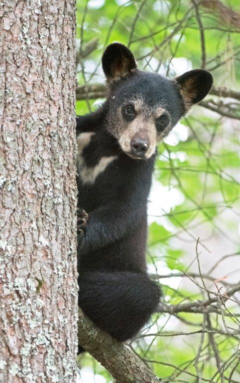 Lilys cub