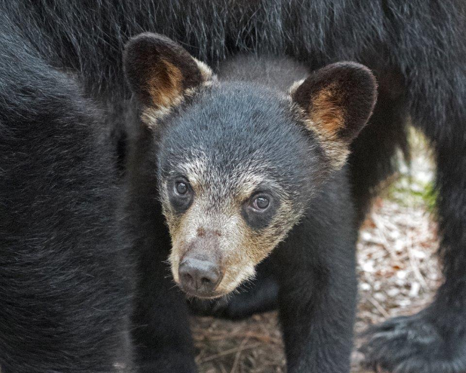Lilys cub