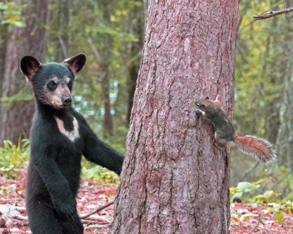 Lilys cub