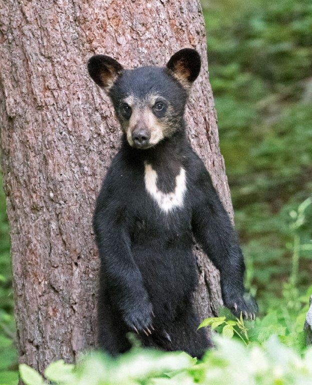 Lilys cub