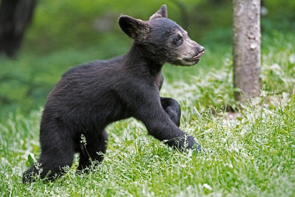 Lilys cub