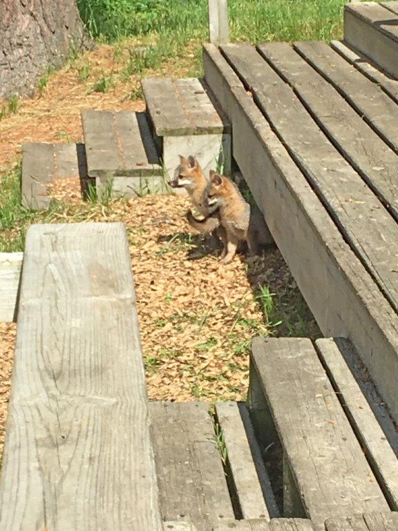 Gray fox pups