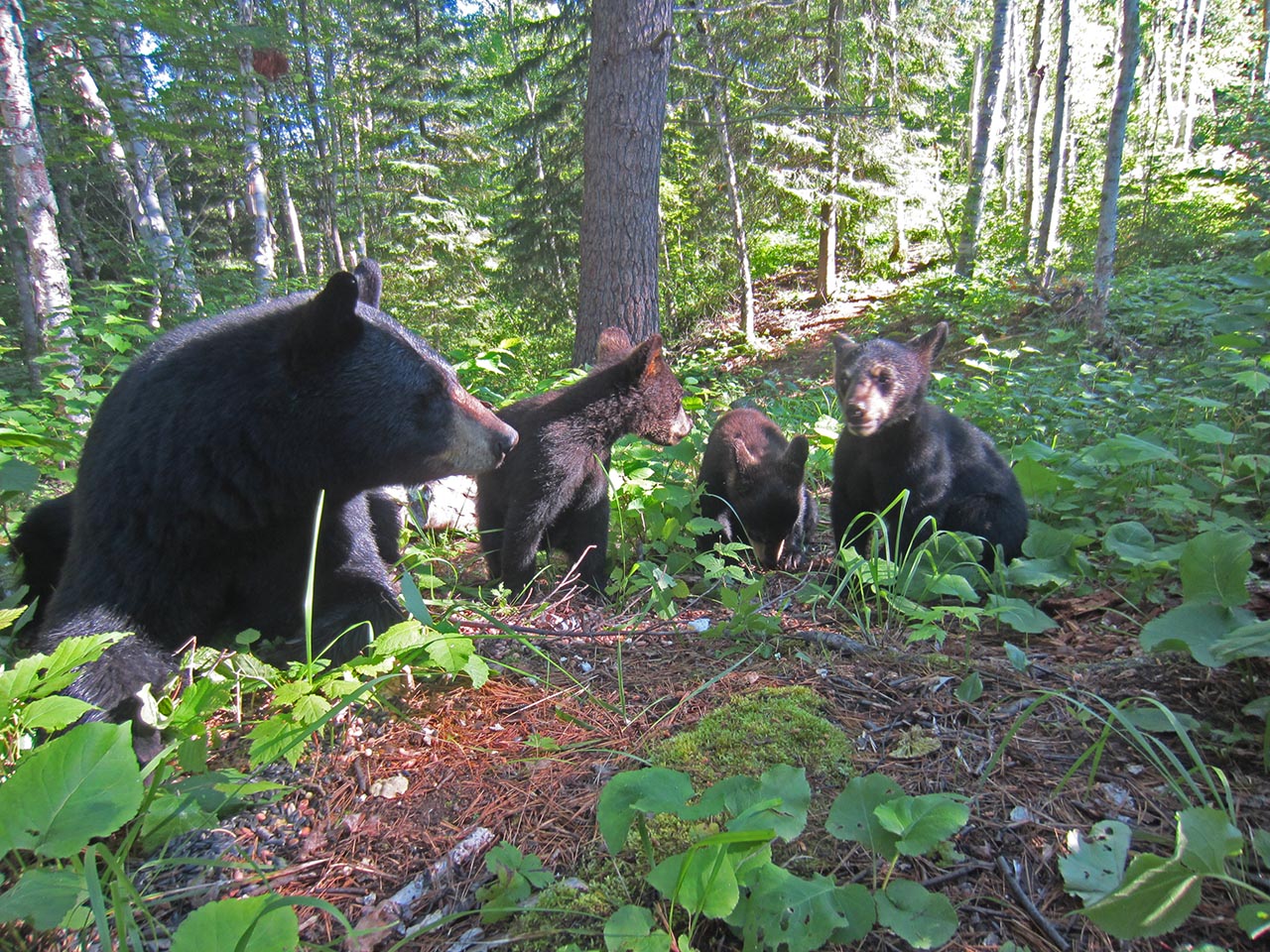 Donna and cubs