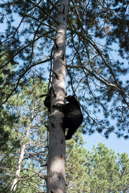 Lily and yearling standoff
