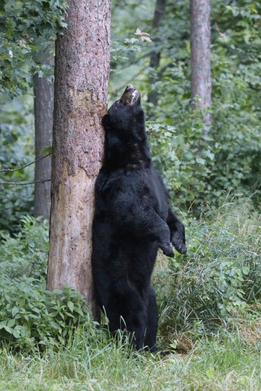 Pete - photo by Bear Course Participant