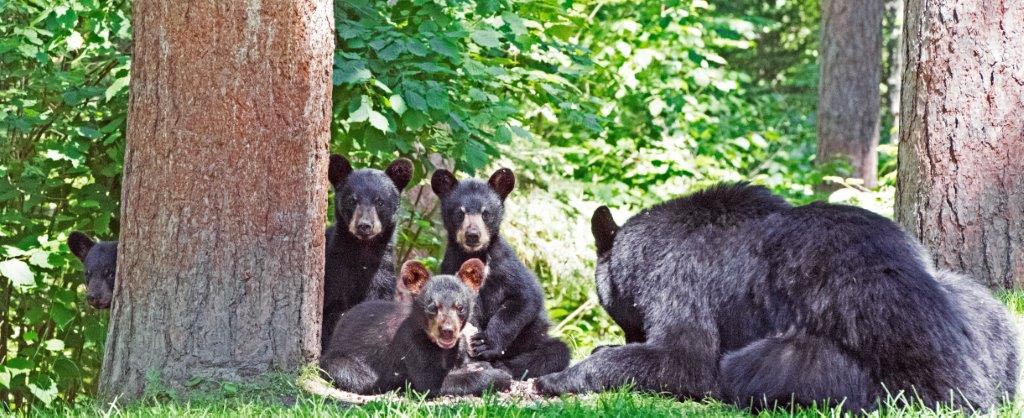 Ursula and her 4 cubs
